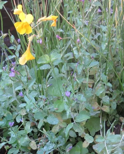 Tiling's Monkeyflower
