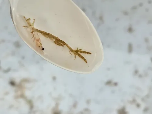 Metacaprella kennerlyi