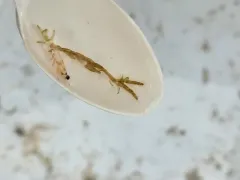 Metacaprella kennerlyi thumbnail 1