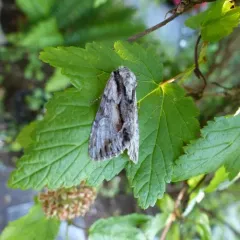 Summer Hyppa Moth thumbnail 2