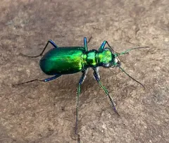 Laurentian Tiger Beetle thumbnail 3