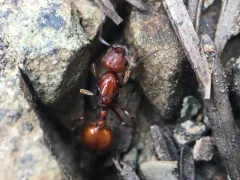 Manica hunteri thumbnail 4