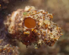 Acoellous turbellarian flatworm thumbnail 3