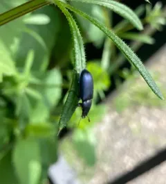 Oregon Stag Beetle thumbnail 4