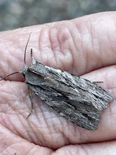 Cedar Pinion thumbnail 4