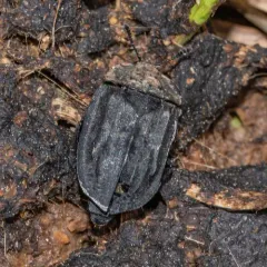 Ridged Carrion Beetle thumbnail 4