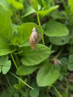 Slender Amber Snail thumbnail 4