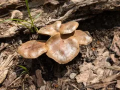 Hebeloma excedens thumbnail 4