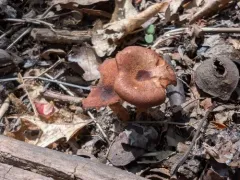 Bonomyces squamulosus thumbnail 3