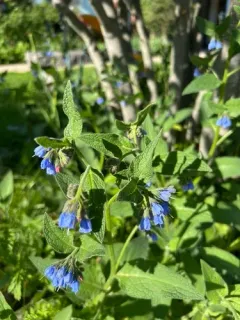 Caucasian Comfrey thumbnail 2