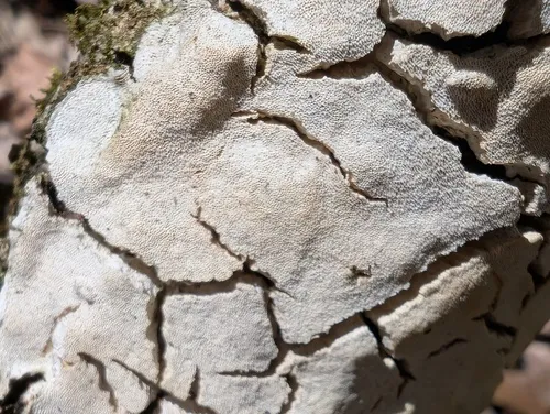 Perenniporia subcorticola