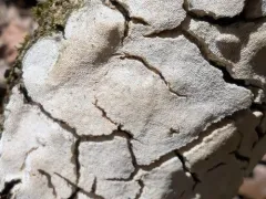 Perenniporia subcorticola thumbnail 1