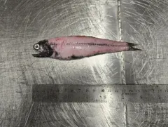 Kroyer's Lanternfish thumbnail 4