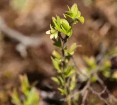 Early Lowbush Blueberry thumbnail 2