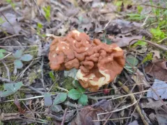 Giant's False Morel thumbnail 3