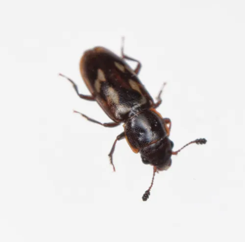 Glischrochilus vittatus