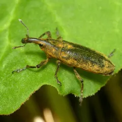 Rhubarb Weevil thumbnail 2