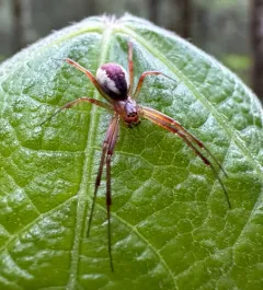 Pityohyphantes rubrofasciatus thumbnail 4