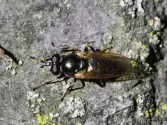 Golden Trunksitter thumbnail 1