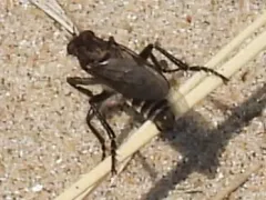 Great Lakes Sandpirate thumbnail 3