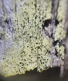 yellow soot lichen thumbnail 4
