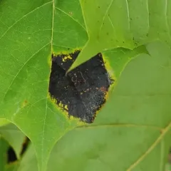 Black Tar Spot thumbnail 2