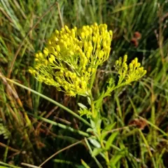 Ohio Goldenrod thumbnail 3