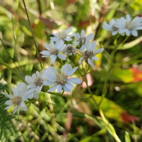 white flat-topped goldenrod