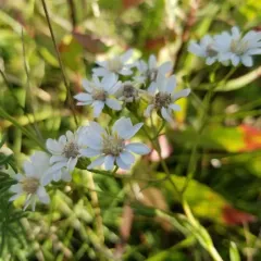 white flat-topped goldenrod thumbnail 1
