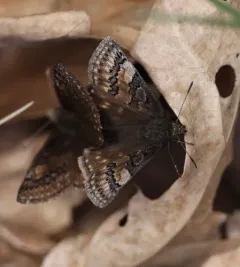 Sleepy Duskywing thumbnail 3