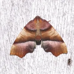 Straight-lined Plagodis Moth thumbnail 1
