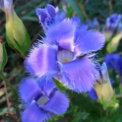 greater fringed gentian thumbnail 3
