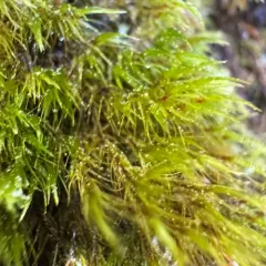 Sharp-leaved Blindia thumbnail 4