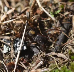 Redlined Wolf Spider thumbnail 3