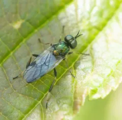 Actina viridis thumbnail 2