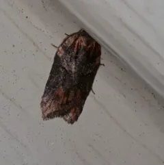 Acleris pulverosana thumbnail 4