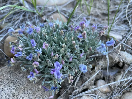 Bastard Draba Milkvetch