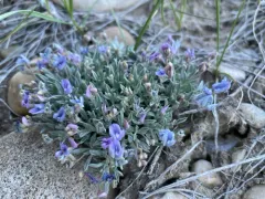 Bastard Draba Milkvetch thumbnail 1