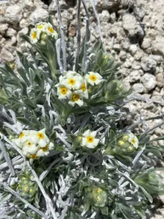Tufted Cryptantha thumbnail 4