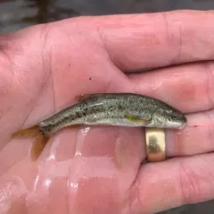 Speckled Dace thumbnail 3