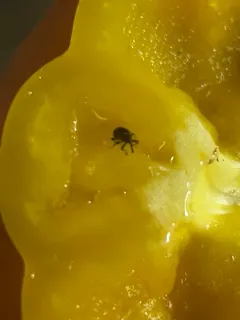 Pepper Weevil thumbnail 3