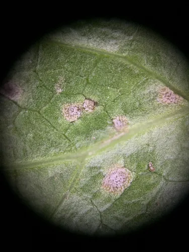 Entyloma saniculae