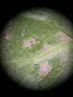 Entyloma saniculae thumbnail 1