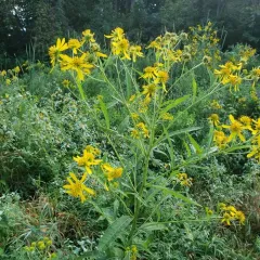 Wingstem thumbnail 2