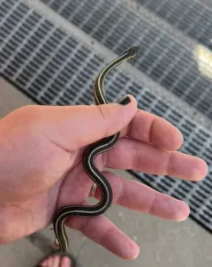 Butler's Garter Snake thumbnail 2