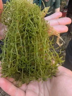 Streamside Sphagnum thumbnail 2