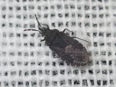 Aradus lugubris thumbnail 4