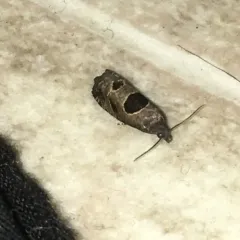 Brighton's Epiblema Moth thumbnail 1