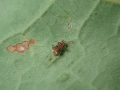 Drepanaphis carolinensis thumbnail 1