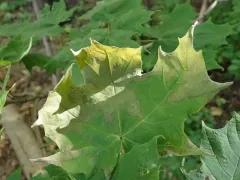 bacterial leaf scorch thumbnail 4
